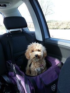 How to travel with a dog?