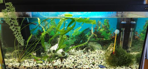 moving a fish tank