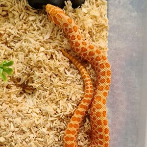 Hognose snake (Hakennassenatter)  x 2