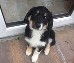 I collie 7 month pup