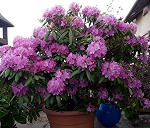Rododendron w doniczce 170 cm