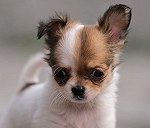 Chihuahua szczeniak 4 mies.
