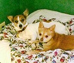 Jack Russell and chihuahua