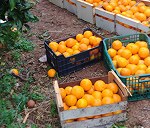 Pallet de naranjas
