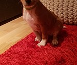 Basenji puppy with rabies vaccination, EU Passport ready to pick up from the 18th of April