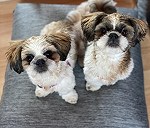 2 shih tzu