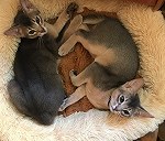 2 Abyssinian Kittens