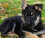 1 german shepherd puppy