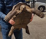 3 Aldabra Tortoises
