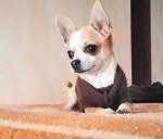 1 Chihuahua