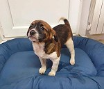 Hund (Welpe 16 Wochen) ( dog, puppy 16 weeks)