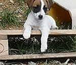 Welpe (jack Russell Terrier) 