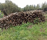 drewno opałowe około 50 m3