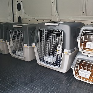 Transport pets